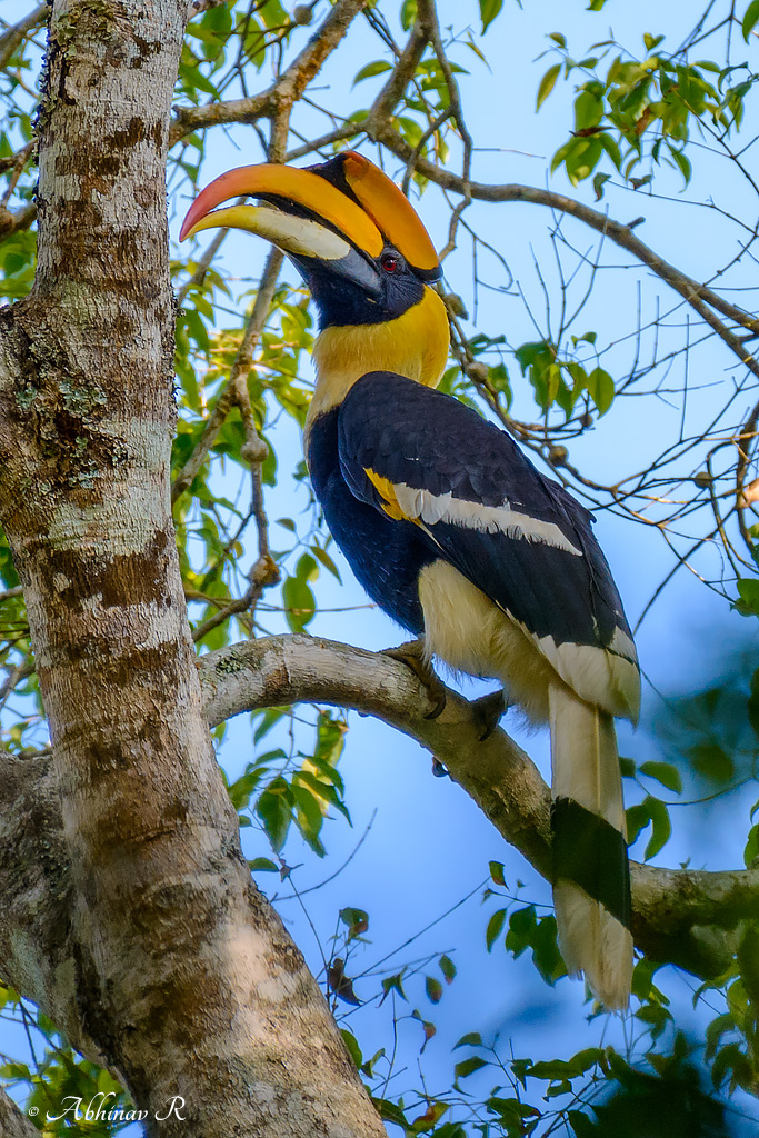 State Bird of Kerala - Great Hornbill - Buceros bicornis - PhotoValiant