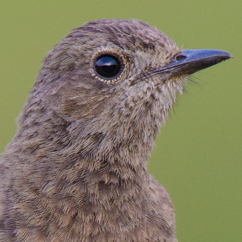 nikon 200 500mm bird photography