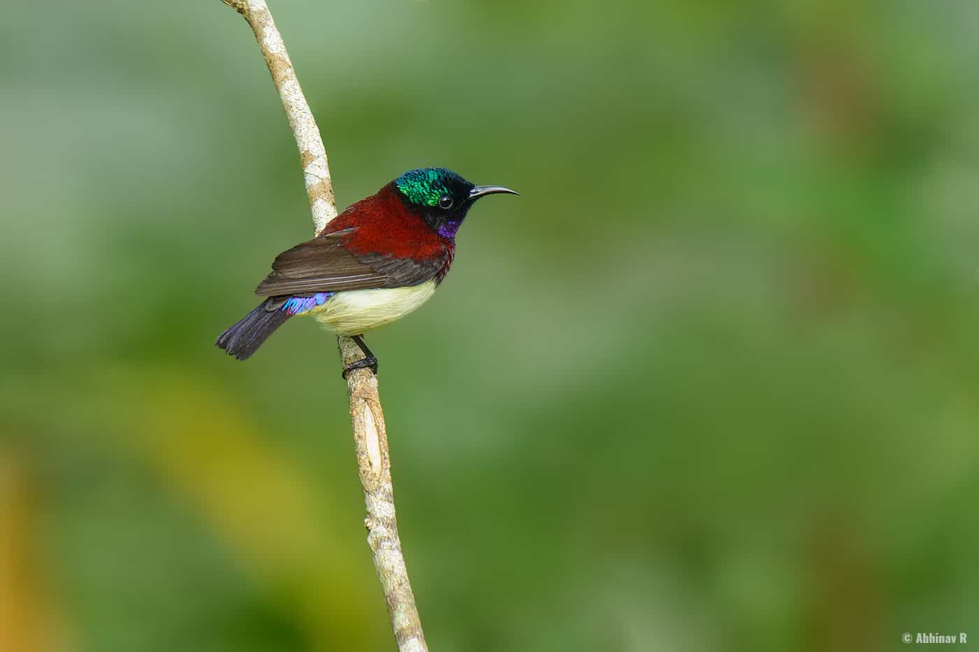 Crimson-backed Sunbird - Smallest Bird in South India
