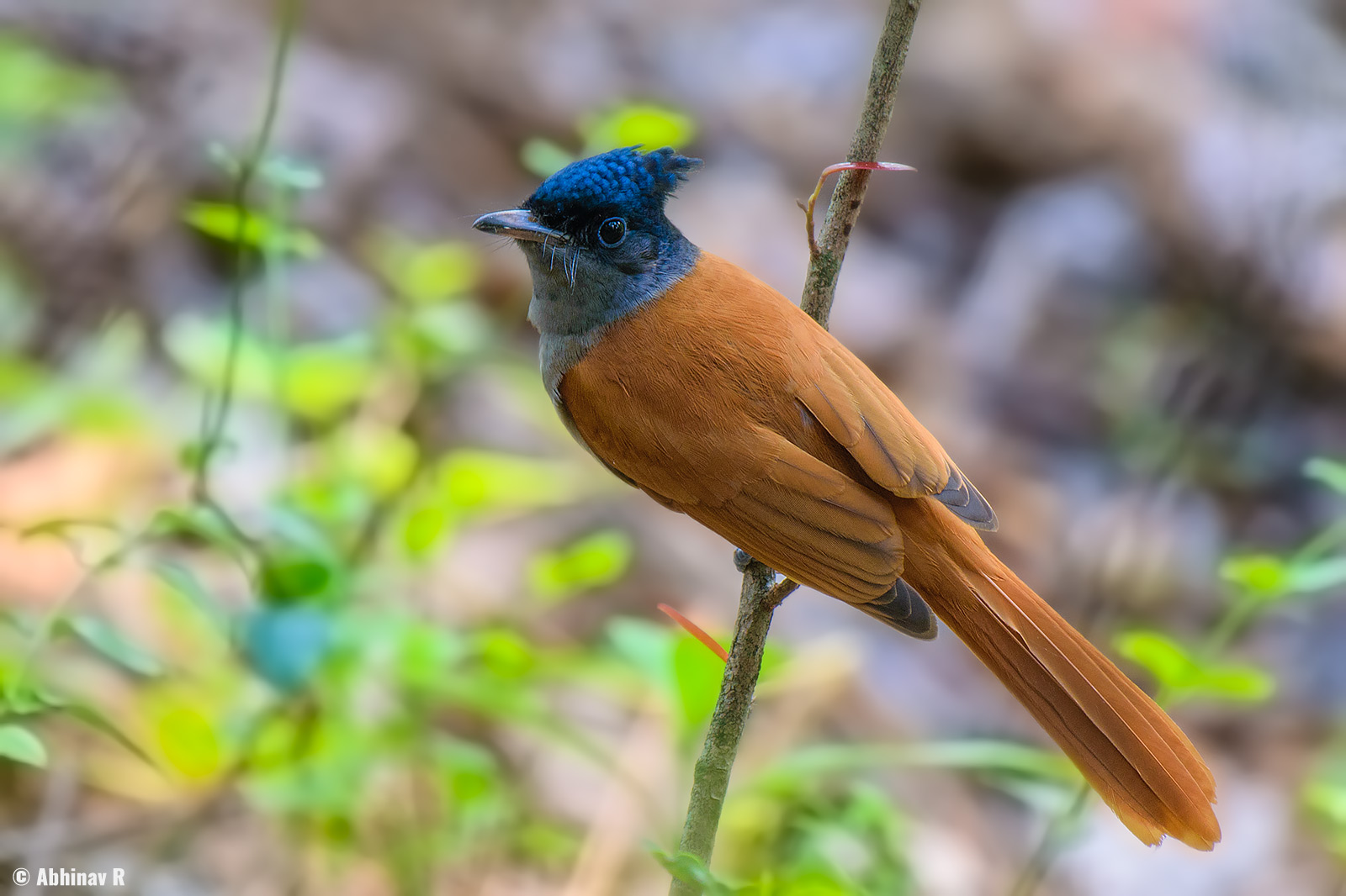 Indian Paradise Flycatcher from Chinnar Wildlife Sanctuary