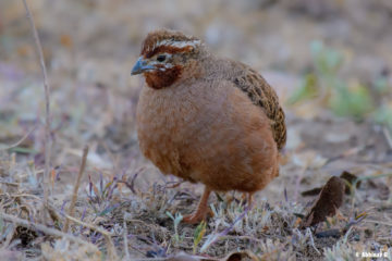 Jungle Bush Quail (Female) Jungle Bush Quail (Female) - Perdicula asiatica - from Masinagudi