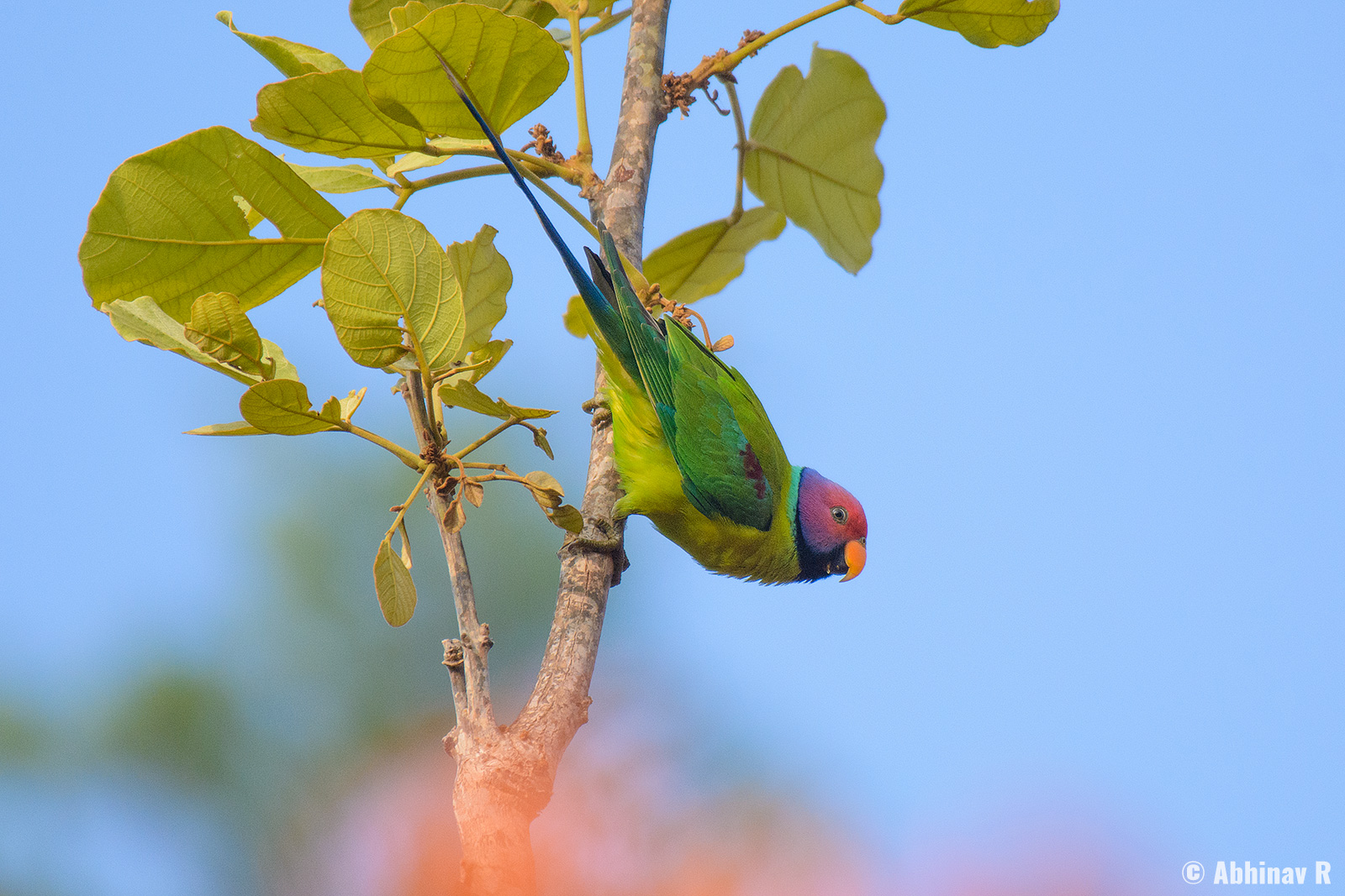 Plum-headed Parakeet (Psittacula cyanocephala) from Masinagudi