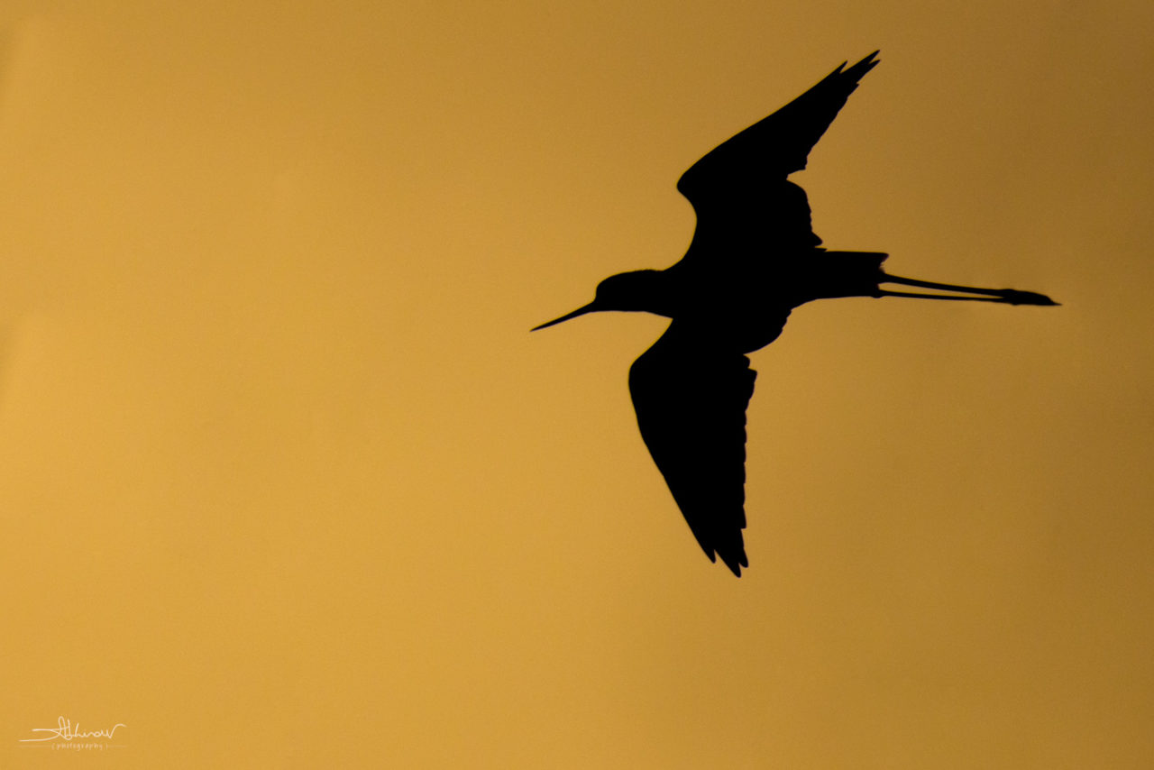 Best Time to Photograph Birds in Natural Light PhotoValiant