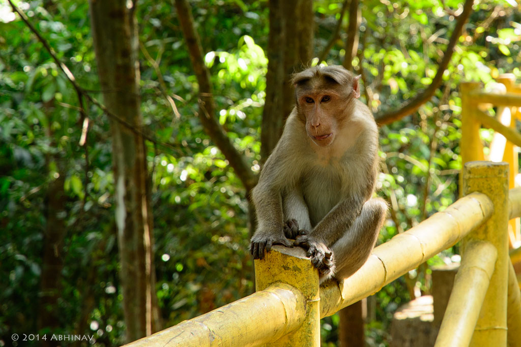 Bonnet Macaque from Athirappally