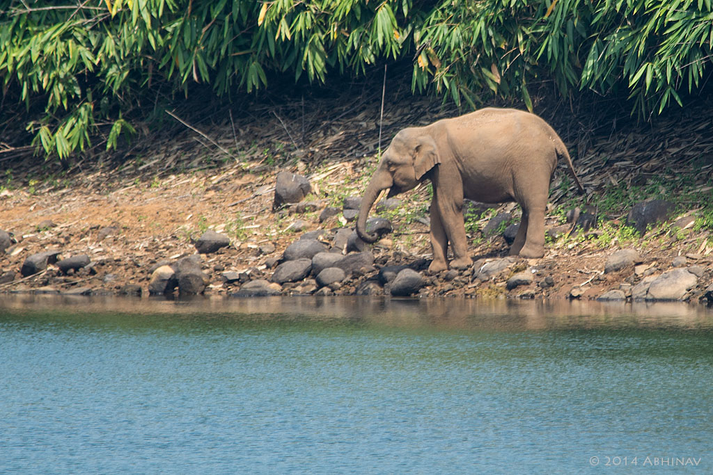 Wild Elephant near Vazhachal