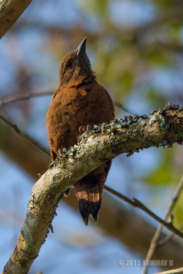 Rufous Woodpecker