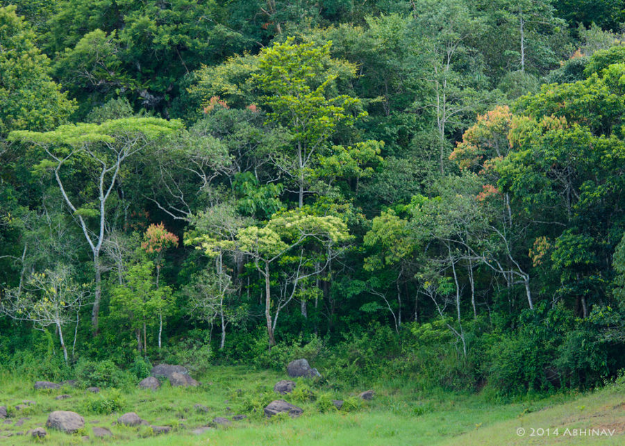 State Bird of Kerala - Great Hornbill - Buceros bicornis | PhotoValiant